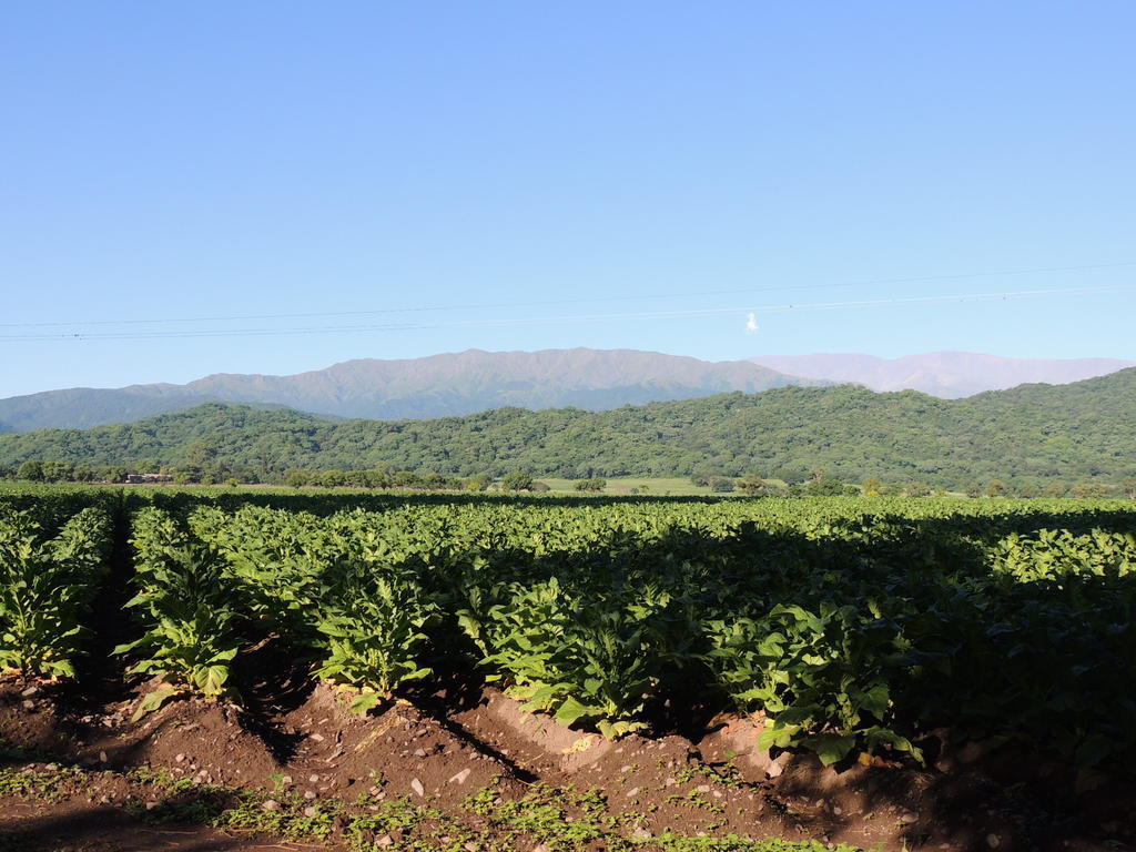 Chicoana Finca Las Margaritas מראה חיצוני תמונה